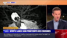 "Le printemps des cigognes", le rendez-vous à retrouver sur BFMTV chaque vendredi jusqu'au mois de juin