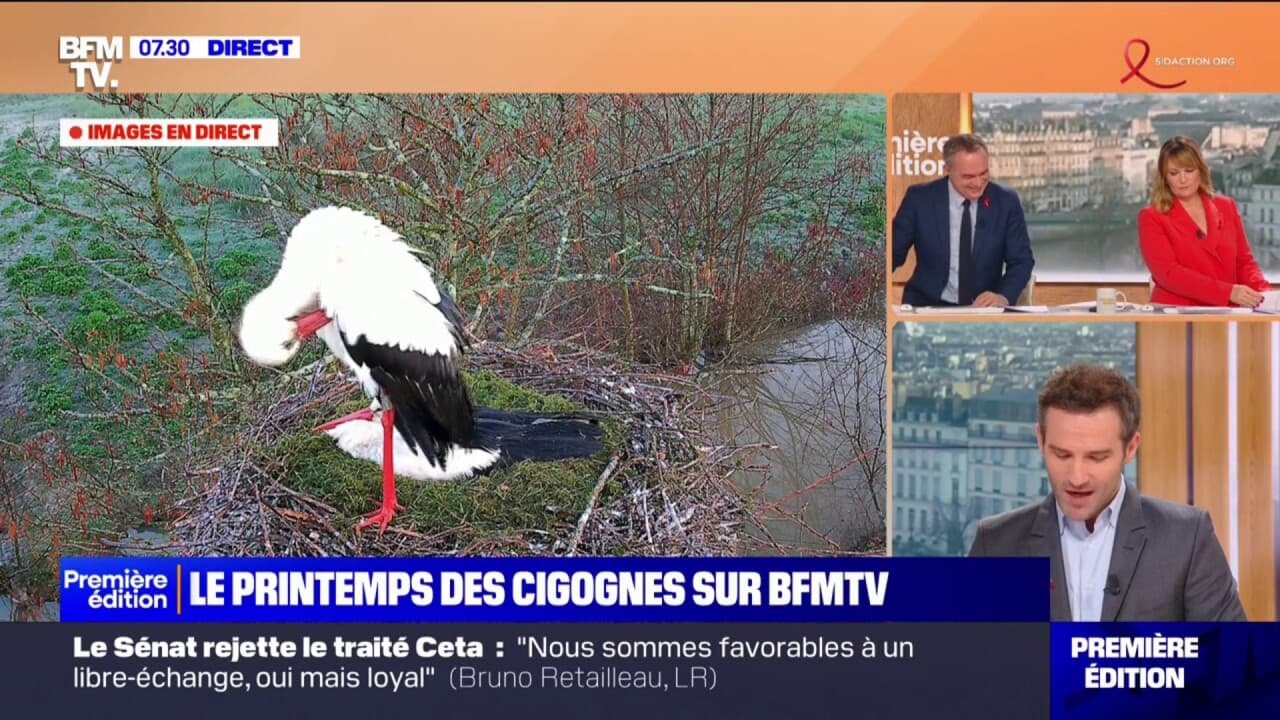 Le printemps des cigognes: une prochaine naissance en Charente-Maritime