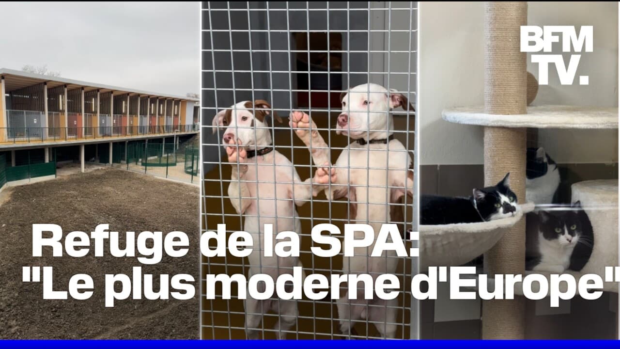 Le refuge "nouvelle génération" de la SPA de Gennevilliers ouvre ses portes