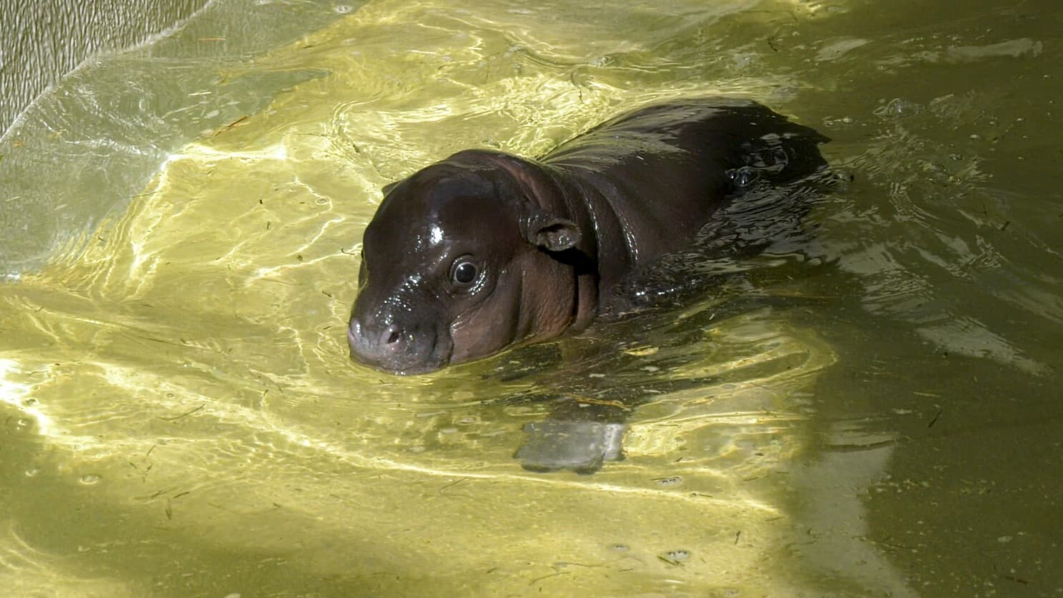 Le zoo de Berlin à la recherche d'un sauveteur pour aider son bébé hippopotame à se baigner