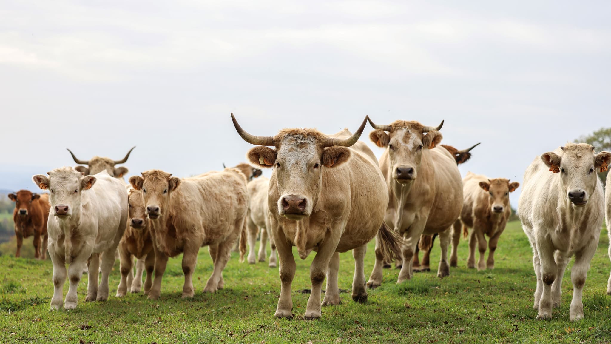 Les additifs alimentaires ne réduisent pas fortement les émissions de méthane des vaches