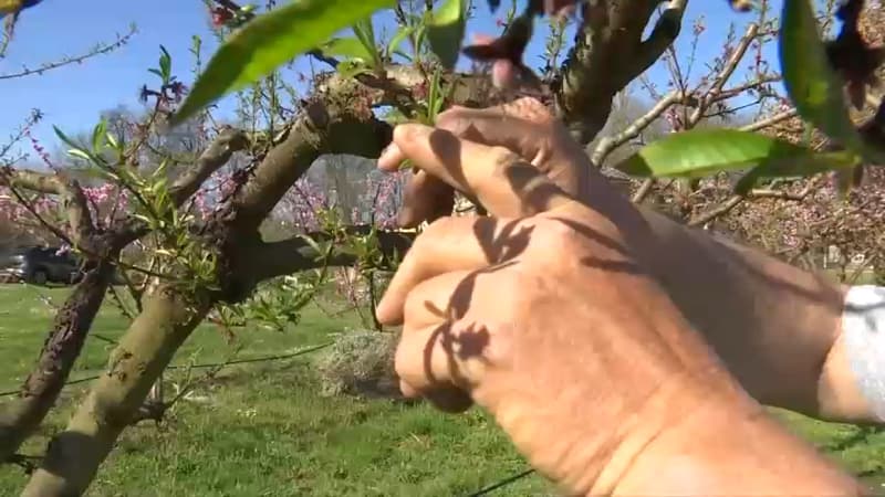 Les arboriculteurs redoutent des gelées tardives après une floraison précoce des arbres