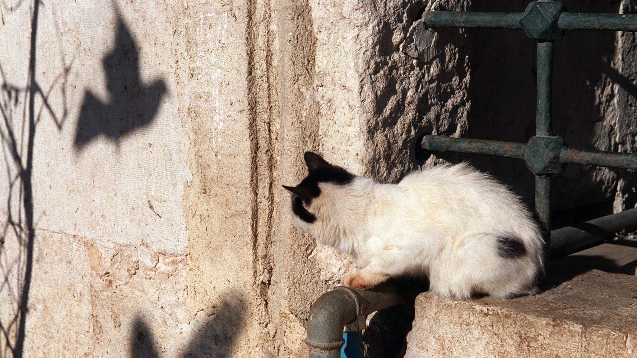 Les chats participent-ils au déclin de la biodiversité des oiseaux?