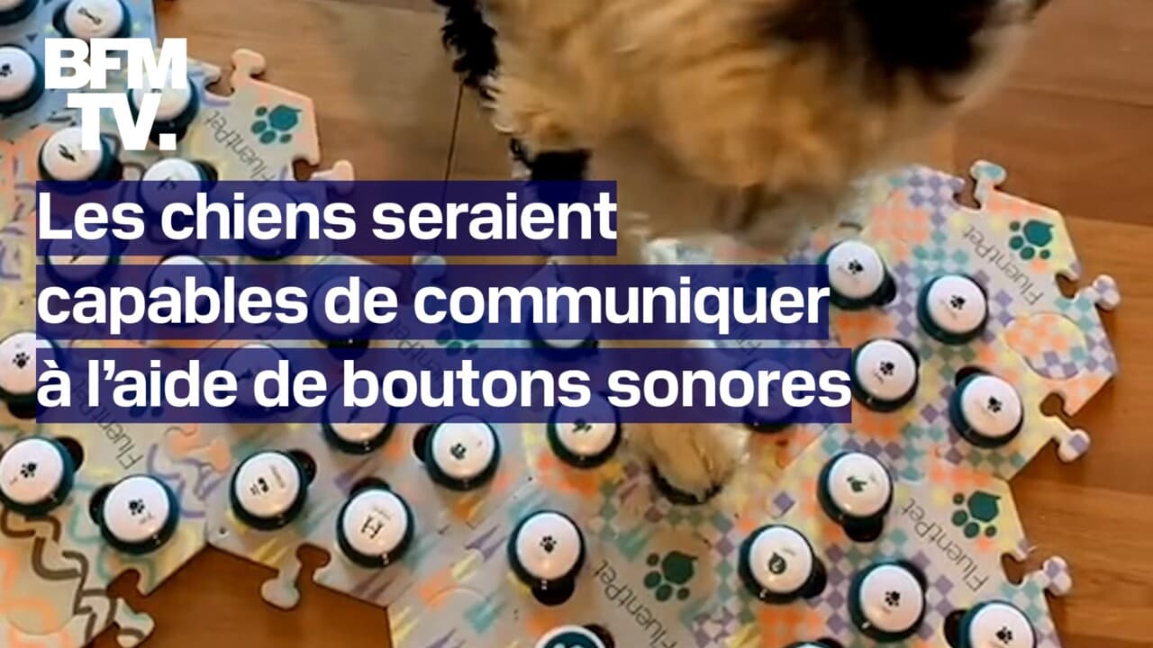 Les chiens seraient capables de communiquer à l’aide de boutons sonores, selon une étude