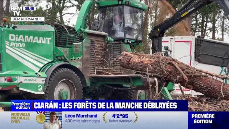 Les forêts de la Manche déblayées après la tempête Ciáran