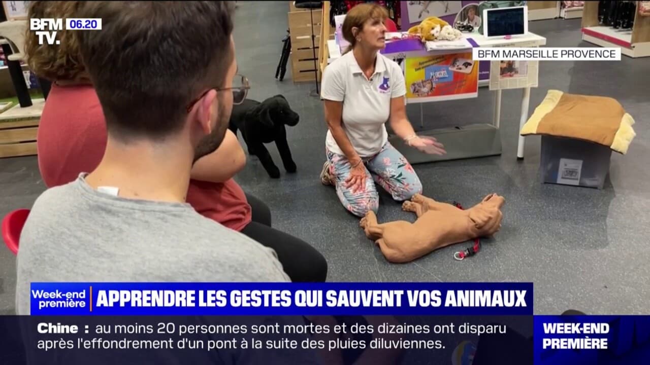 Les gestes de premiers secours existent aussi pour les animaux