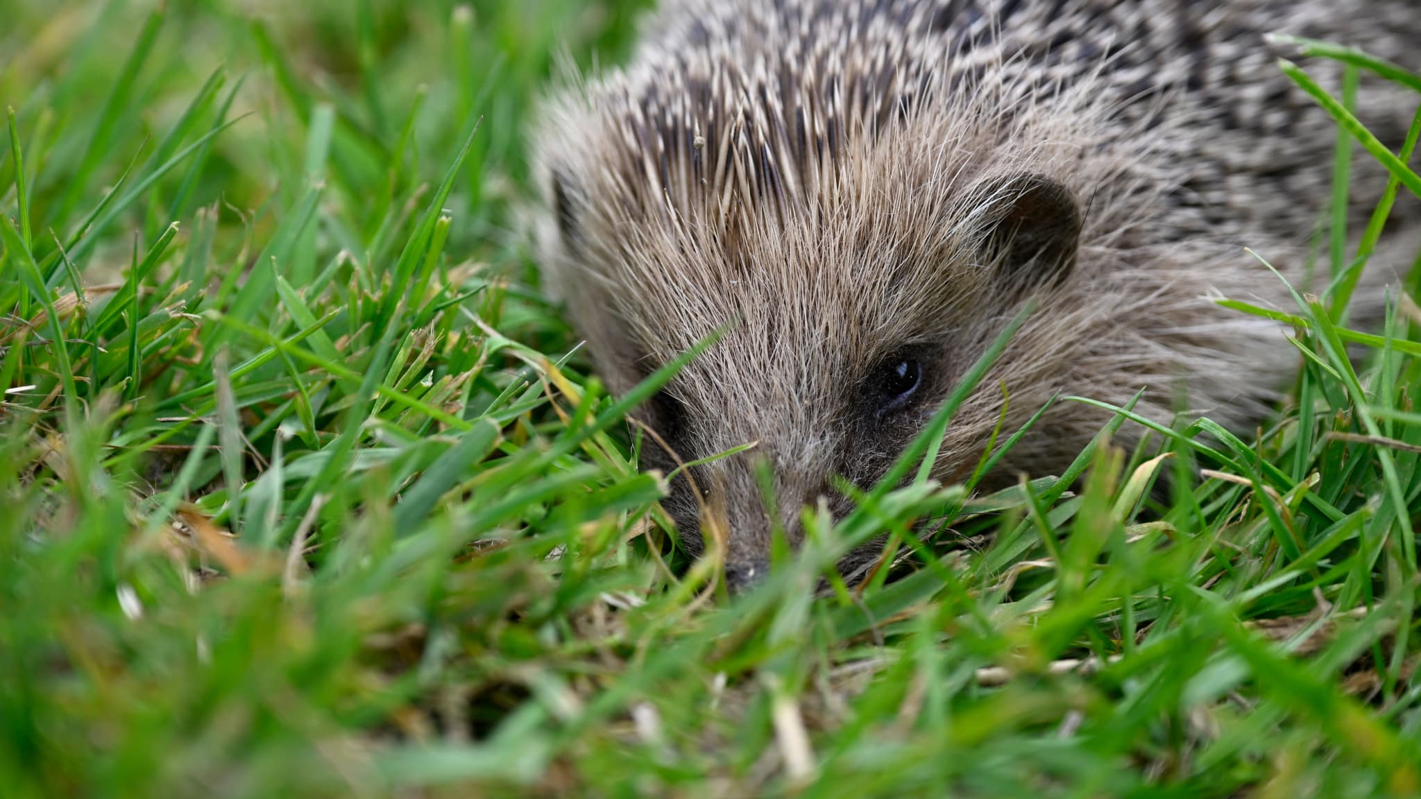 Les hérissons bientôt éteints en France? WWF alerte sur la chute des populations de la faune sauvage