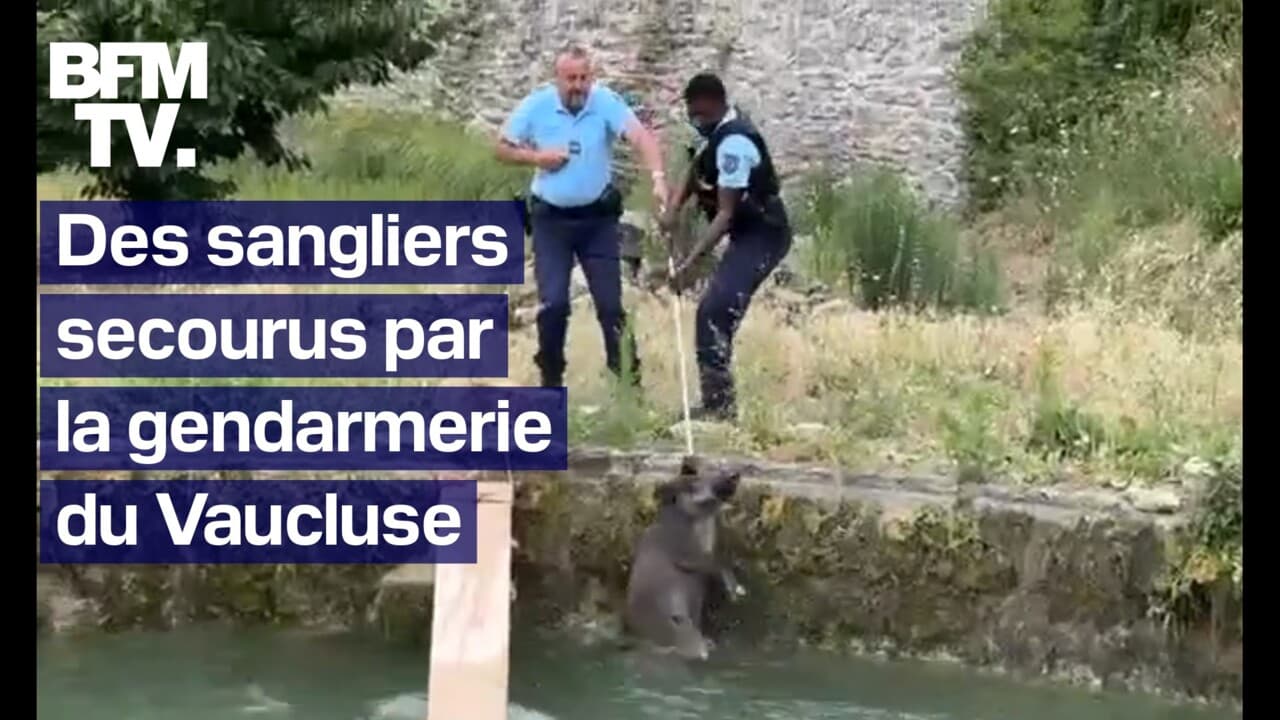 Les images de trois sangliers sauvés de la noyade par des gendarmes du Vaucluse