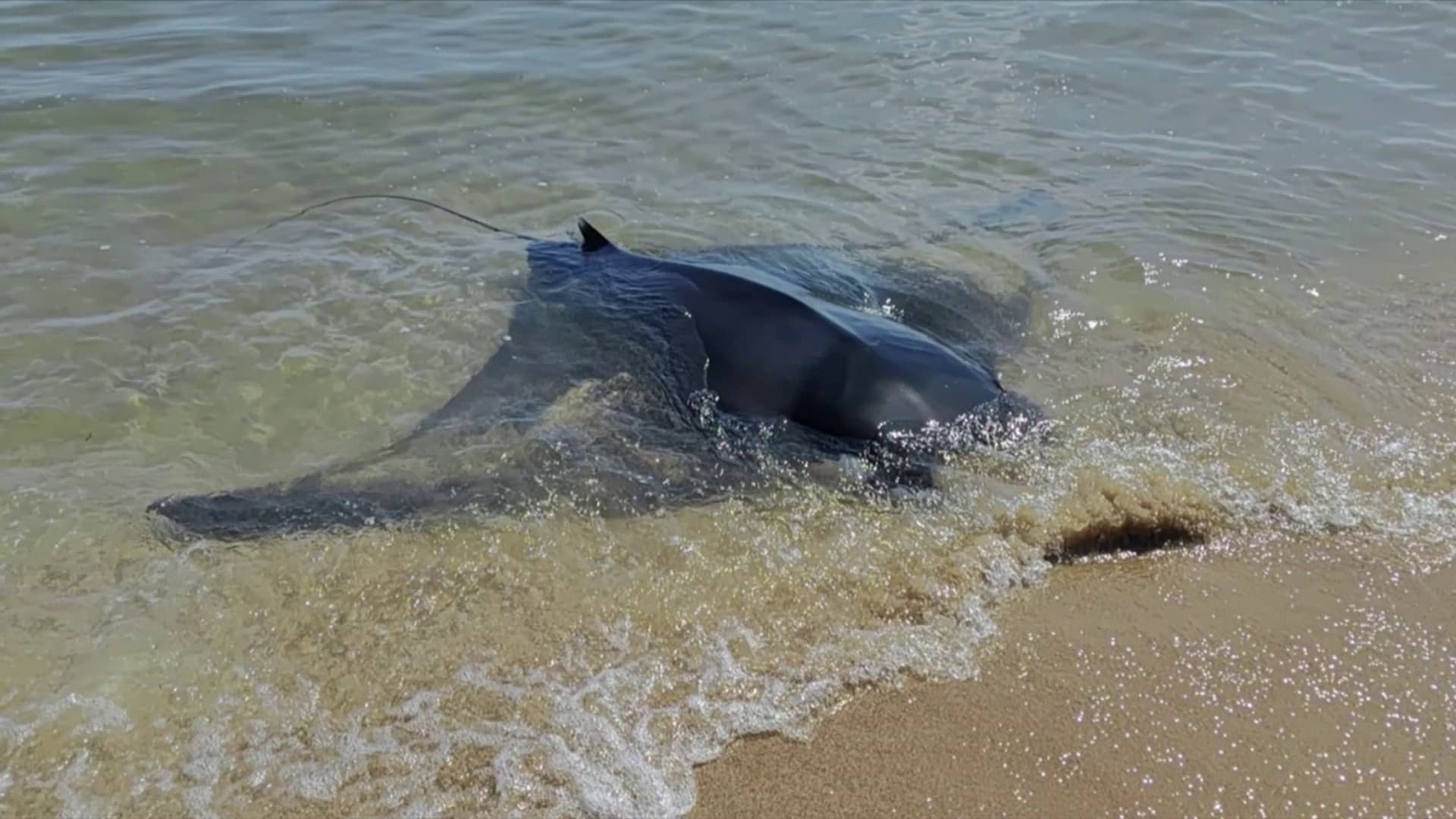 Les images rares d'une raie manta de 3 mètres qui donne naissance à son petit sur une plage en Espagne