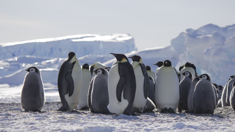 Les premiers cas de grippe aviaire signalés en Antarctique