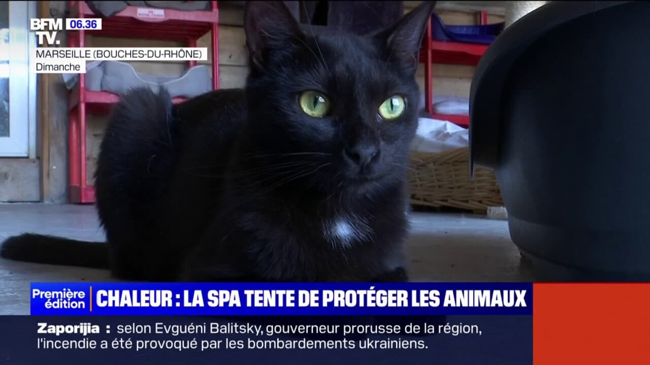 Les soigneurs de la SPA tentent aussi de protéger les animaux de la chaleur