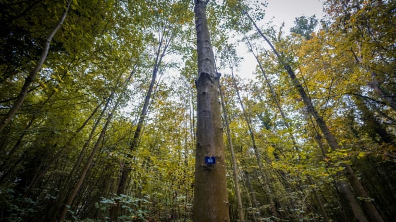 L'état des forêts en France se dégrade à cause du réchauffement climatique