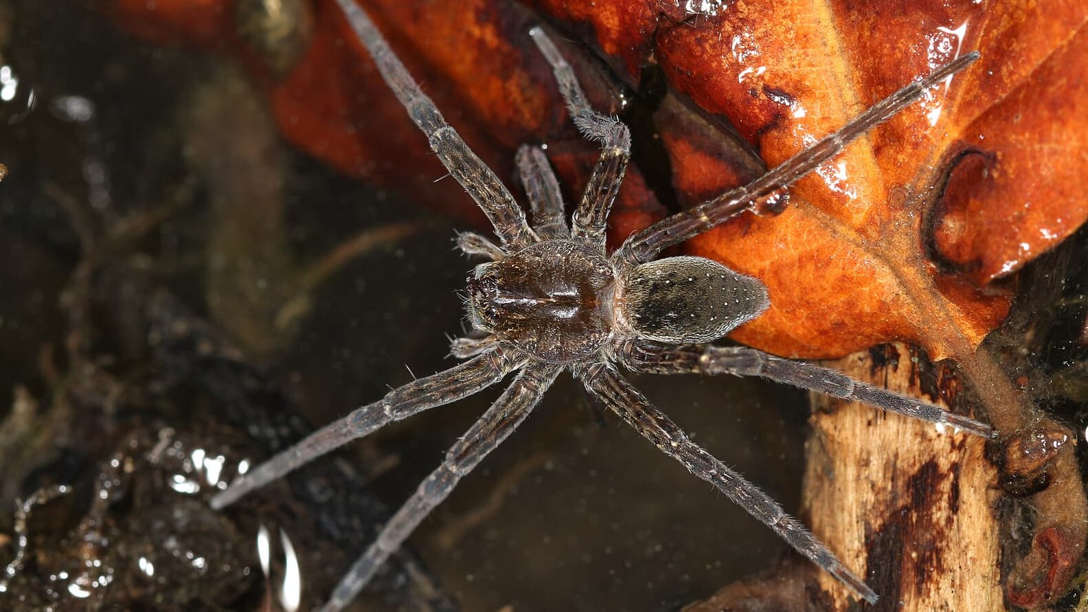 Longtemps menacée, une araignée géante prospère désormais au Royaume-Uni