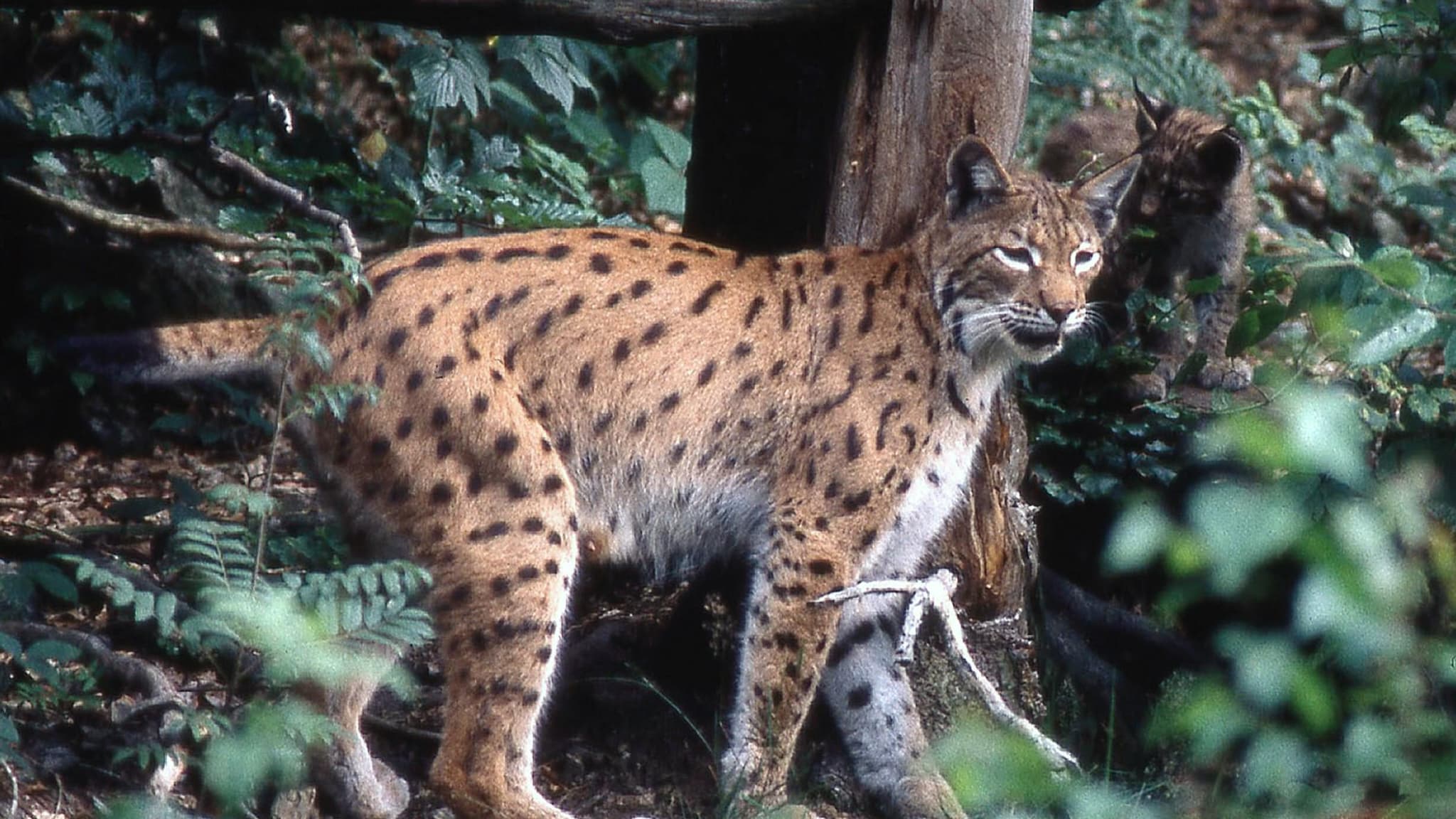 Massif du Jura: deux femelles lynx relâchées
