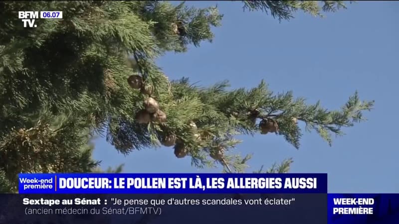 Météo: les températures, particulièrement douces, ont favorisé un retour du pollen plus précoce que les années précédentes