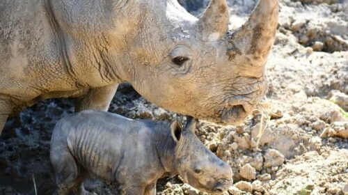 Naissance « très attendue » d’un rhinocéros blanc au zoo de Montpellier