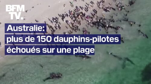 Plus de 150 dauphins-pilotes se sont échoués sur une plage dans le sud-ouest de l’Australie