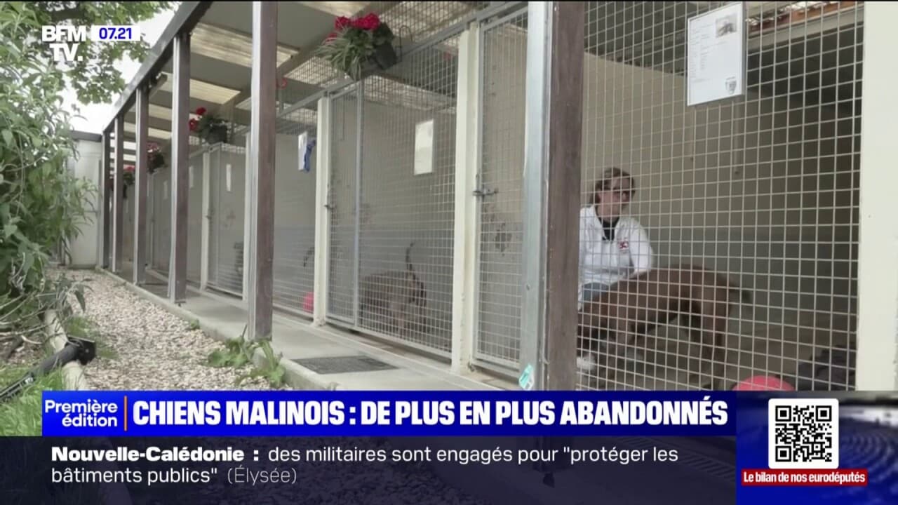 Pourquoi les malinois font partie des chiens les plus abandonnés?