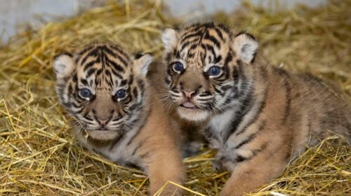 Rimba, Hutan, Toba… Le Zoo d’Amiens a besoin de vous pour choisir le nom de deux bébés tigres de Sumatra