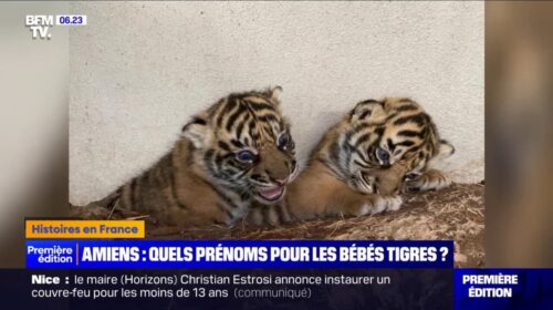 Rimba, Linga, Hutan ou Toba ? Le zoo d’Amiens appelle aux votes jusqu’à vendredi midi pour prénommer les deux bébés tigres de Sumatra, nés le 22 mars dernier