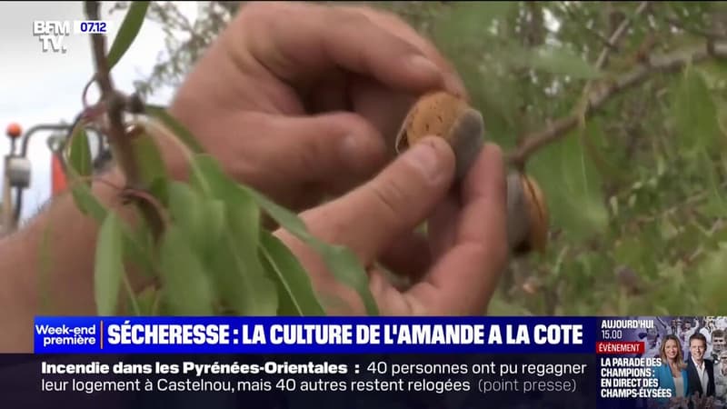 Sécheresse: la culture de l'amande en plein essor en France