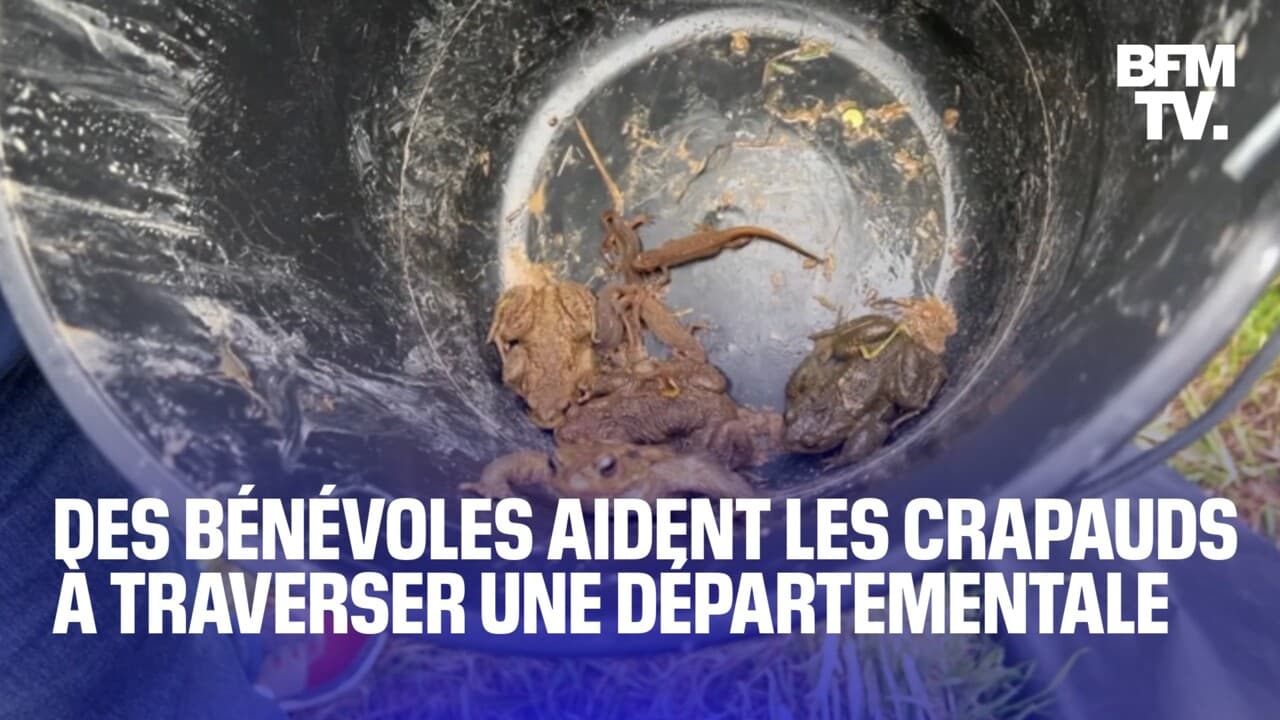 Seine-Maritime: des bénévoles aident les crapauds à traverser la route pour éviter "un carnage"