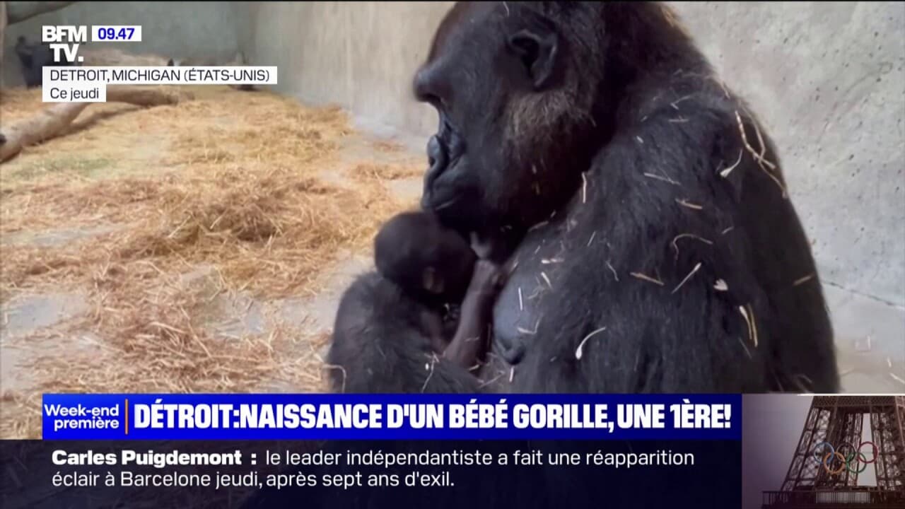 Un bébé gorille est né au zoo de Détroit dans le Michigan, une première depuis 96 ans