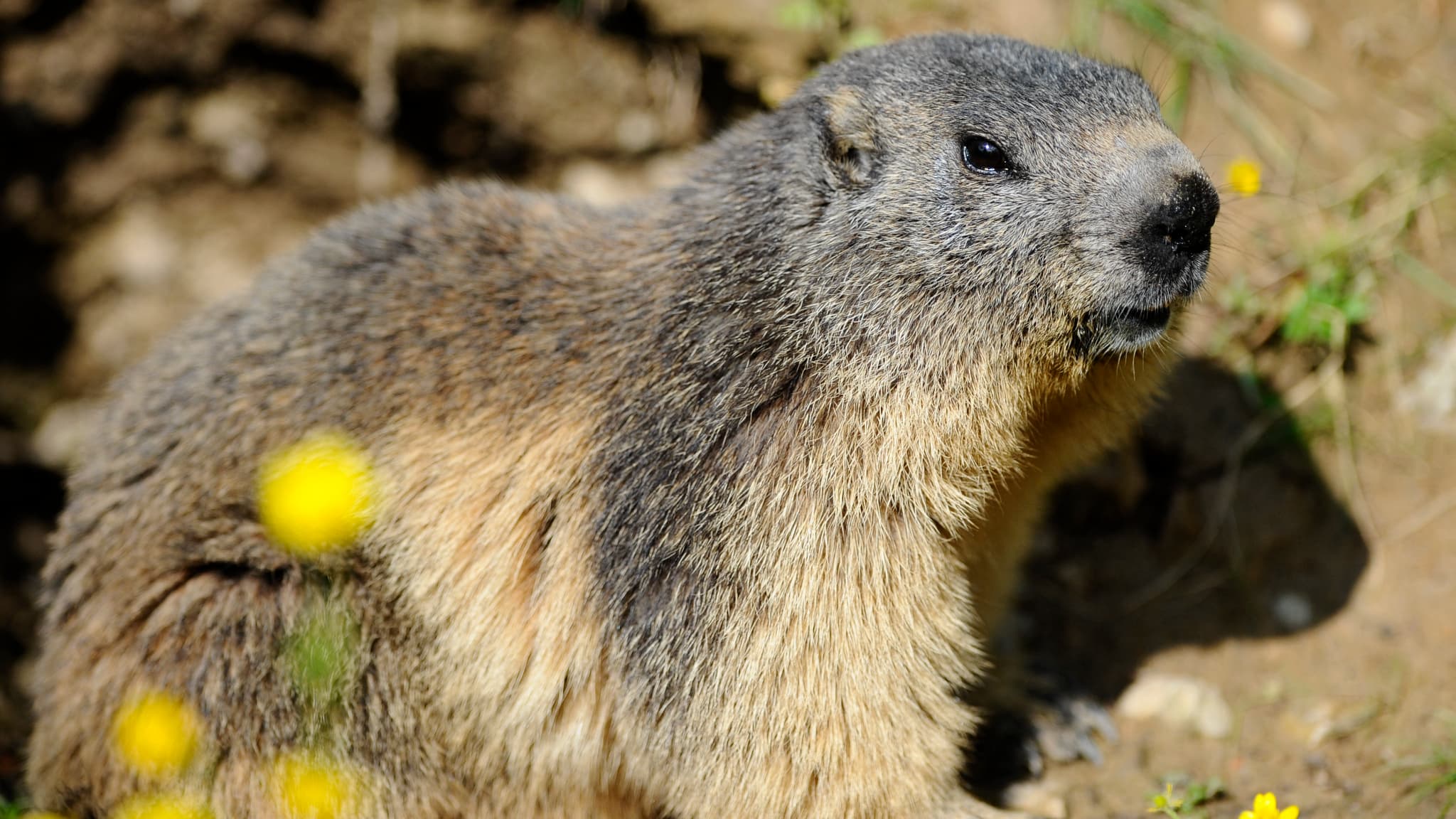 Un député LFI dépose une proposition de loi pour interdire la chasse à la marmotte