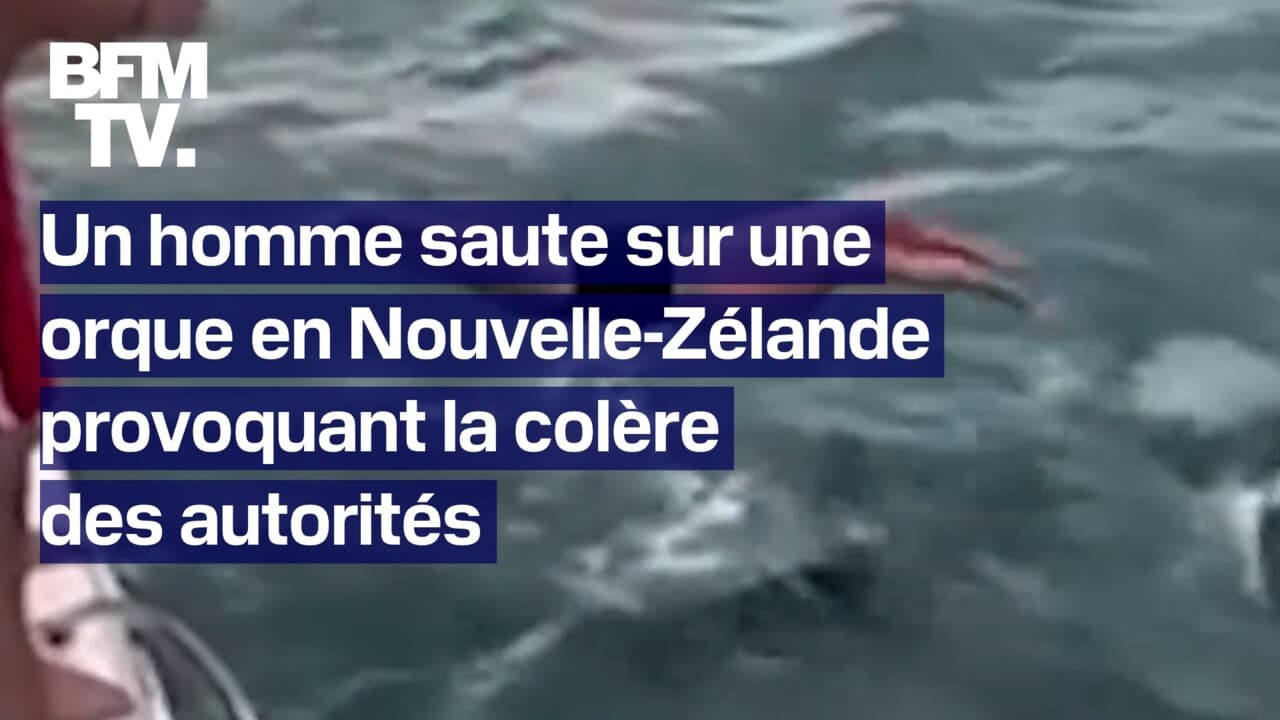 Un homme saute sur une orque et provoque la colère des autorités néo-zélandaises