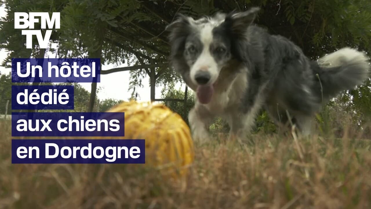 Un hôtel est dédié aux chiens en Dordogne