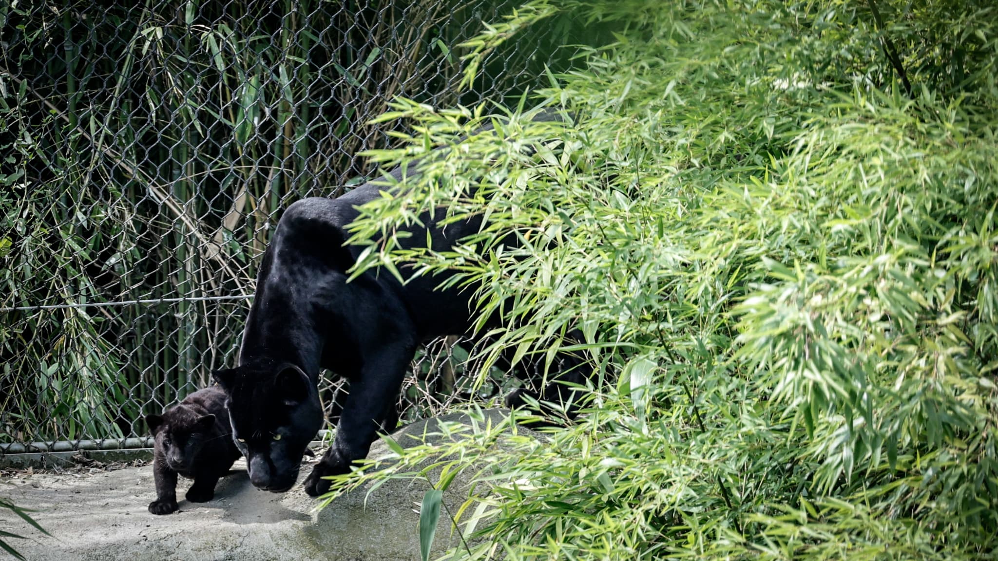 Un jaguar, espèce quasi-menacée, naît en captivité dans un parc de Seine-et-Marne