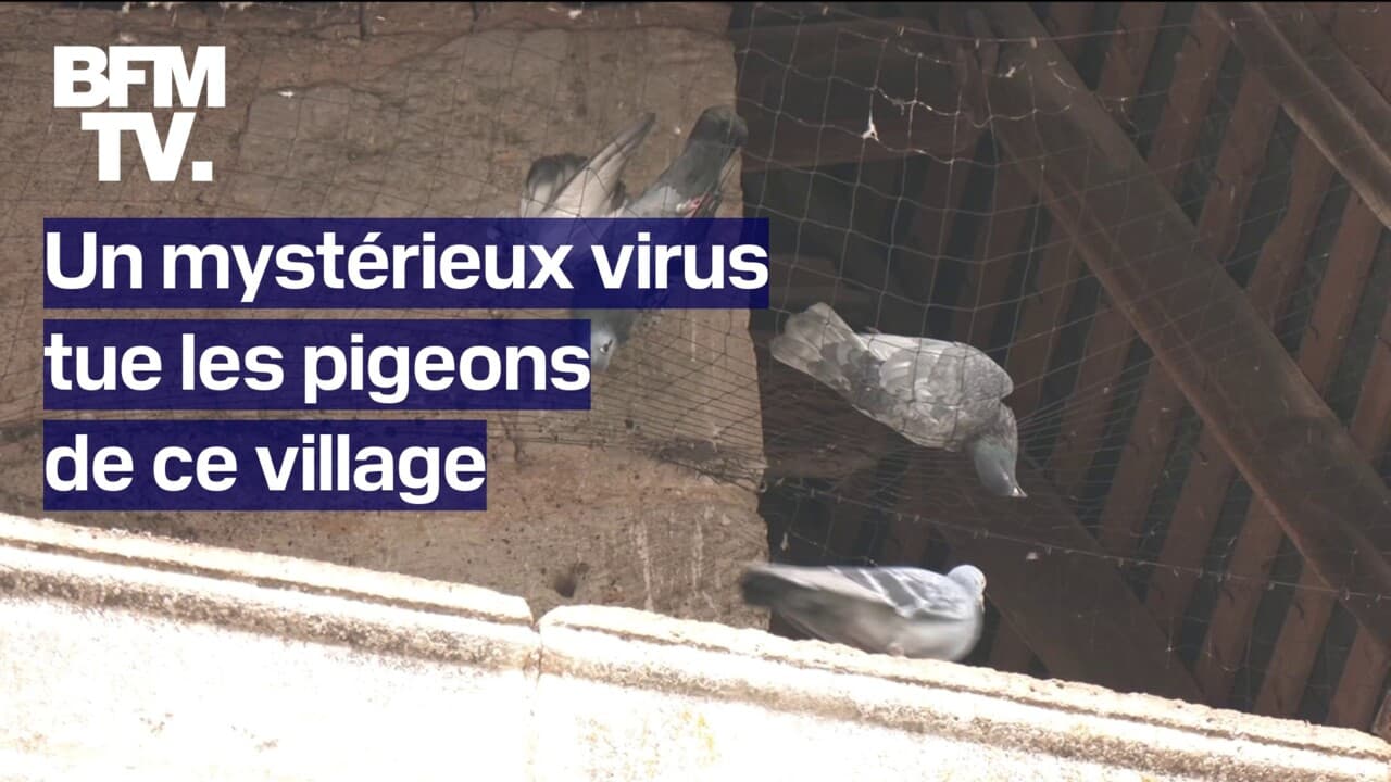 Un mystérieux virus tue les pigeons de ce village en Dordogne