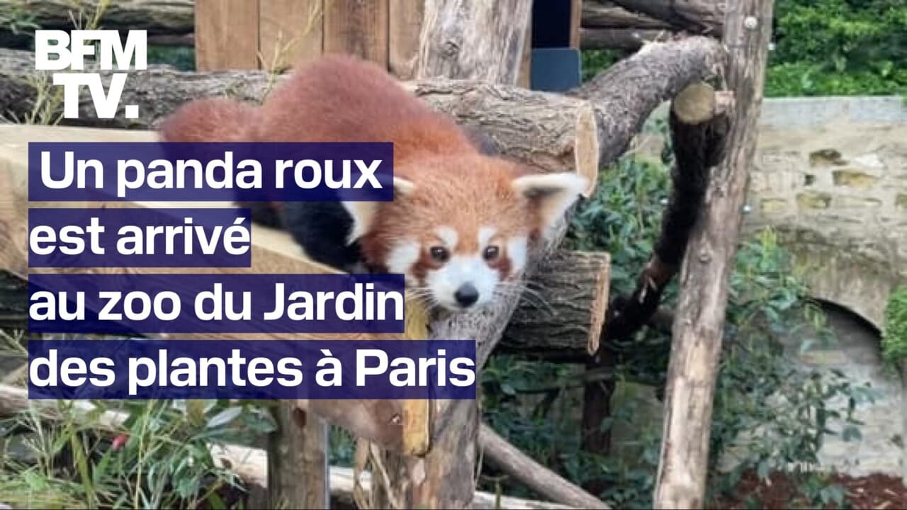 Un panda roux est arrivé au zoo du Jardin des plantes de Paris
