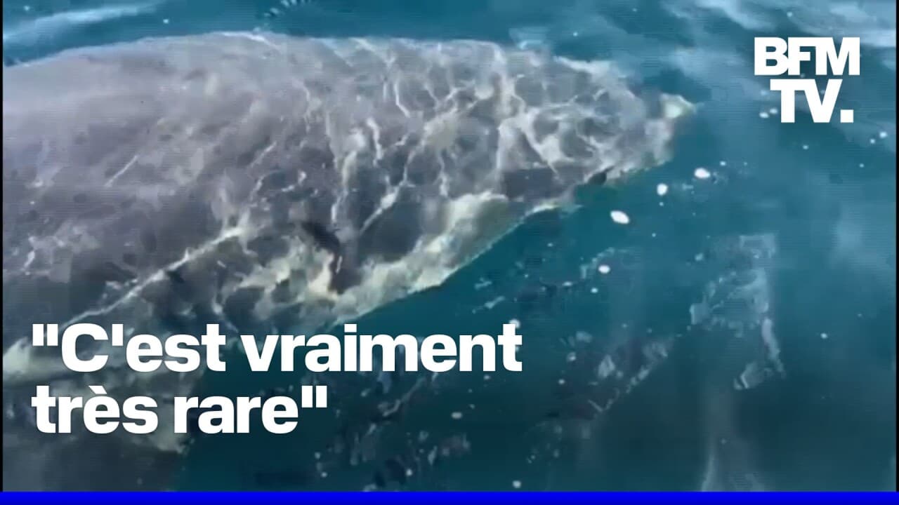 Un requin blanc de plus de trois mètres observé au large des côtes varoises