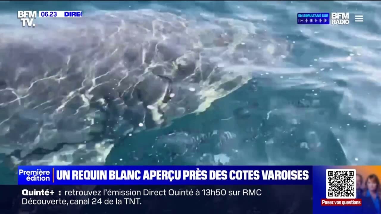 Un requin blanc filmé au large des côtes varoises