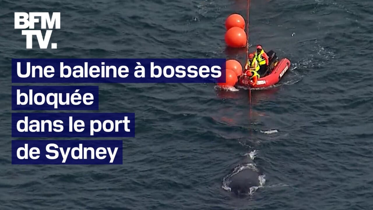 Une baleine à bosses bloquée dans le port de Sydney, en Australie