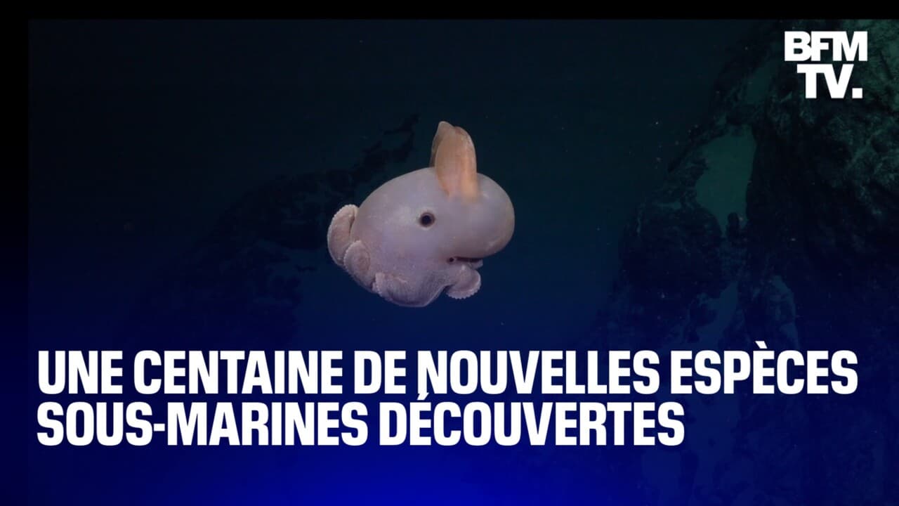 Une centaine de nouvelles espèces sous-marines découvertes durant une expédition