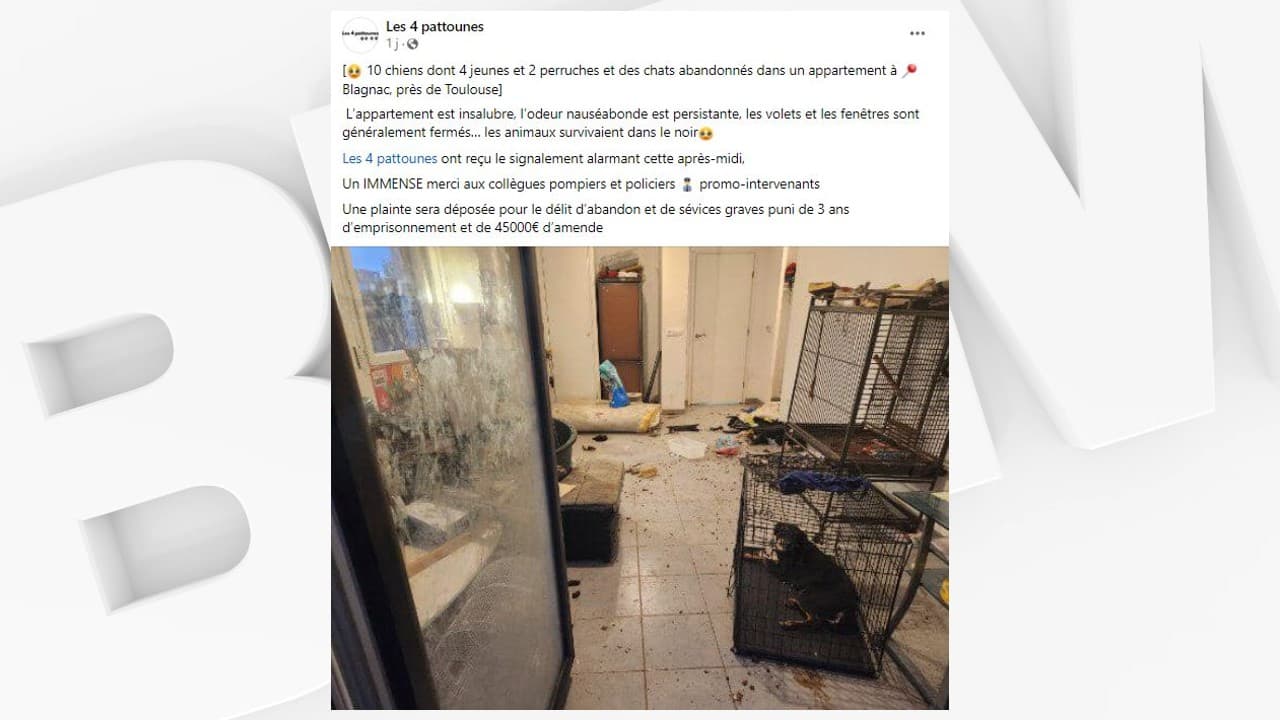 Une dizaine d'animaux découverts abandonnés dans un appartement près de Toulouse