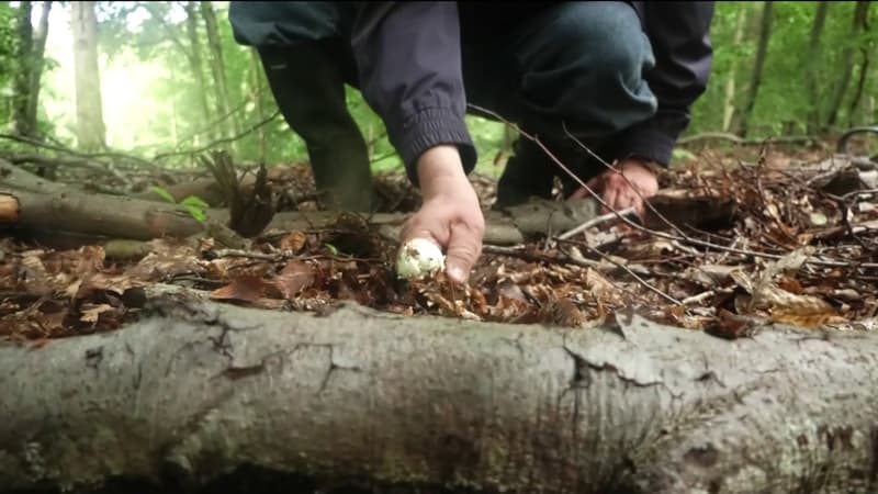 Une espèce mortelle de champignon repérée dans le département de l’Aube