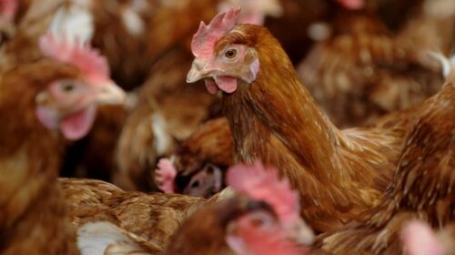 Une étude française révèle que les poules rougissent en fonction de leurs émotions
