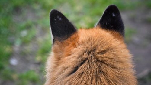 Une étude montre que le renard a pu être domestiqué comme animal de compagnie