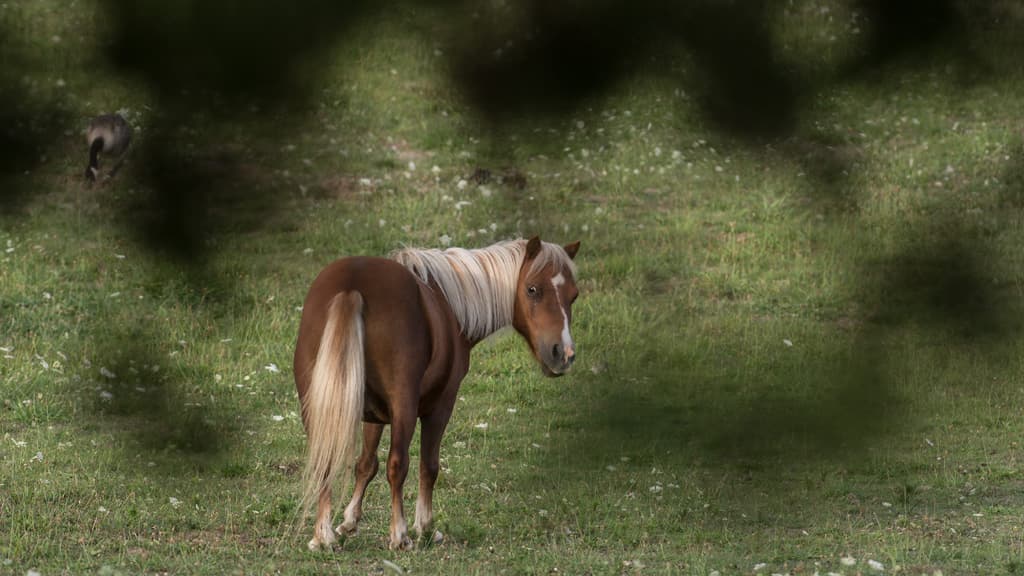 Une maladie potentiellement mortelle pour les chevaux circule en France, vigilance dans le milieu équestre