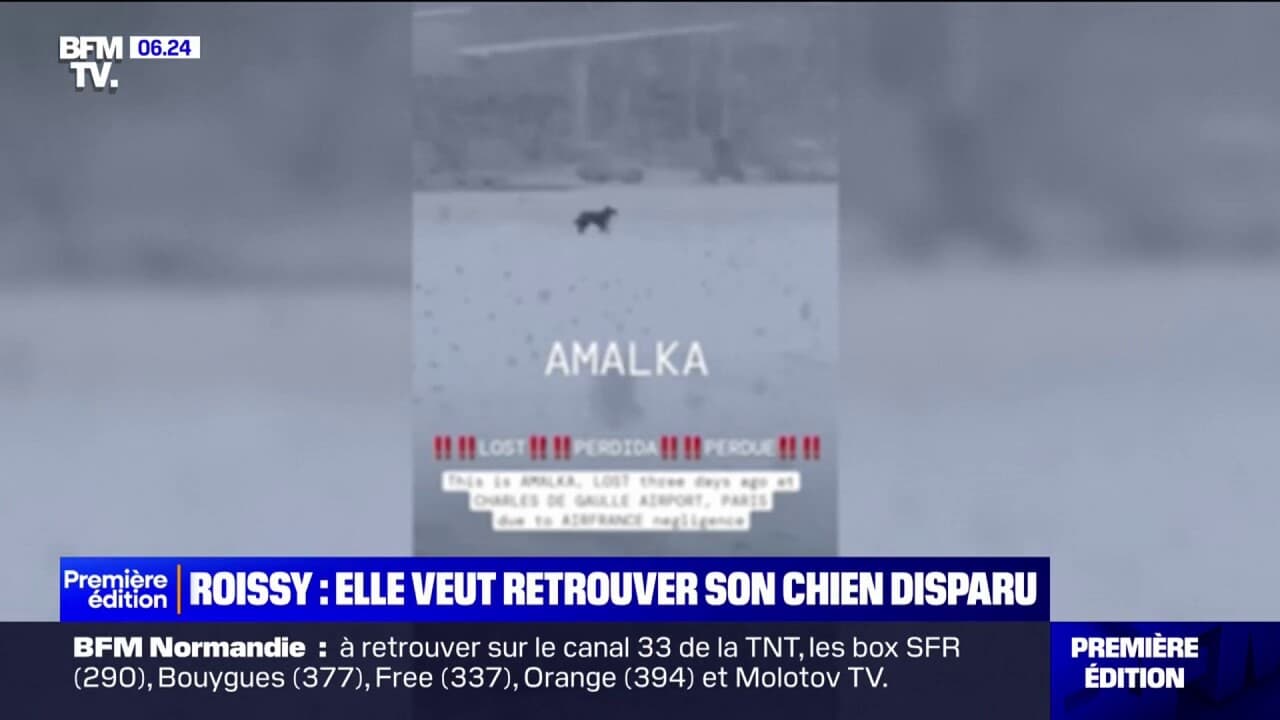 Une touriste cherche sa chienne Amalka disparue depuis une semaine à l'aéroport de Roissy