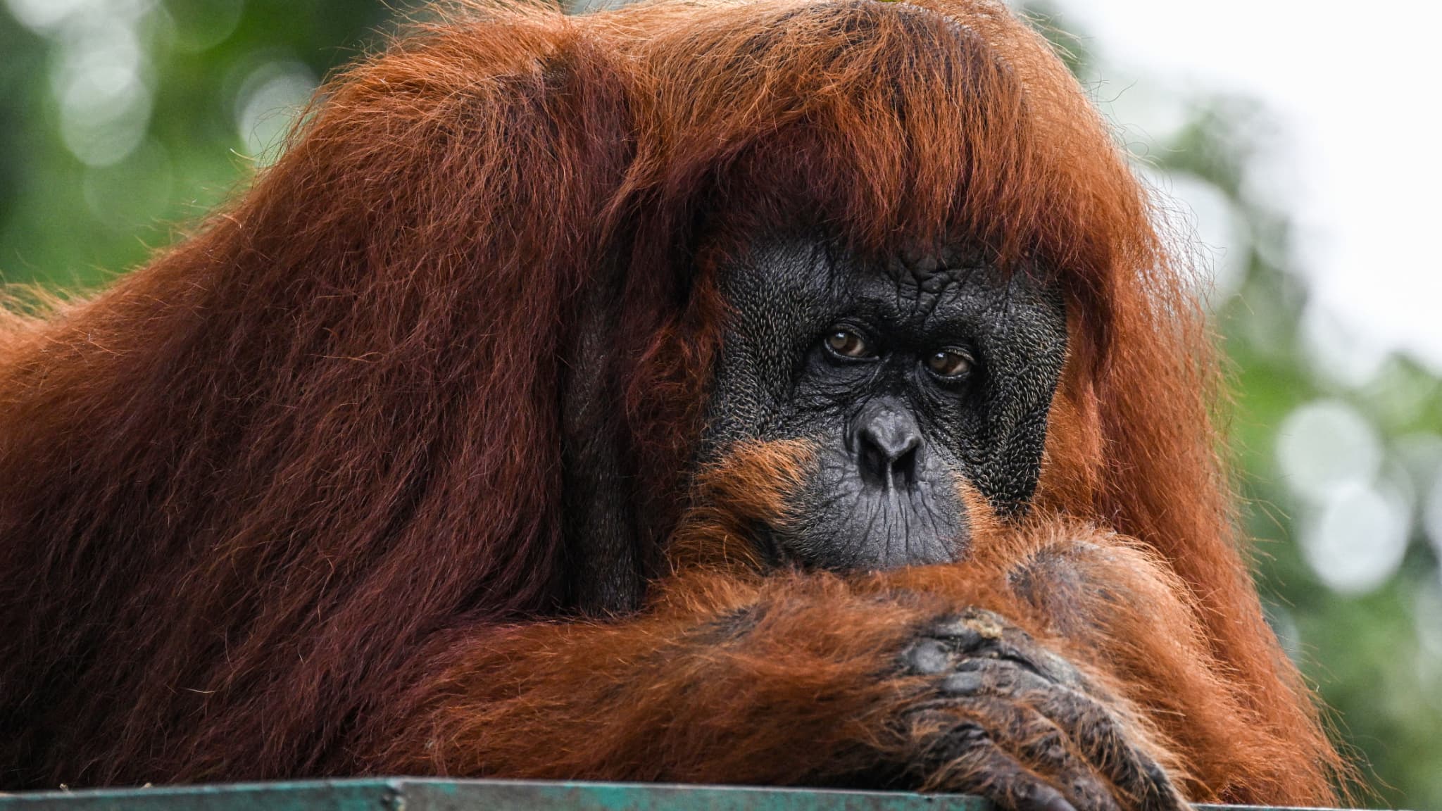 Une trentaine de mères ont montré à une femelle orang-outan comment allaiter au zoo de Dublin