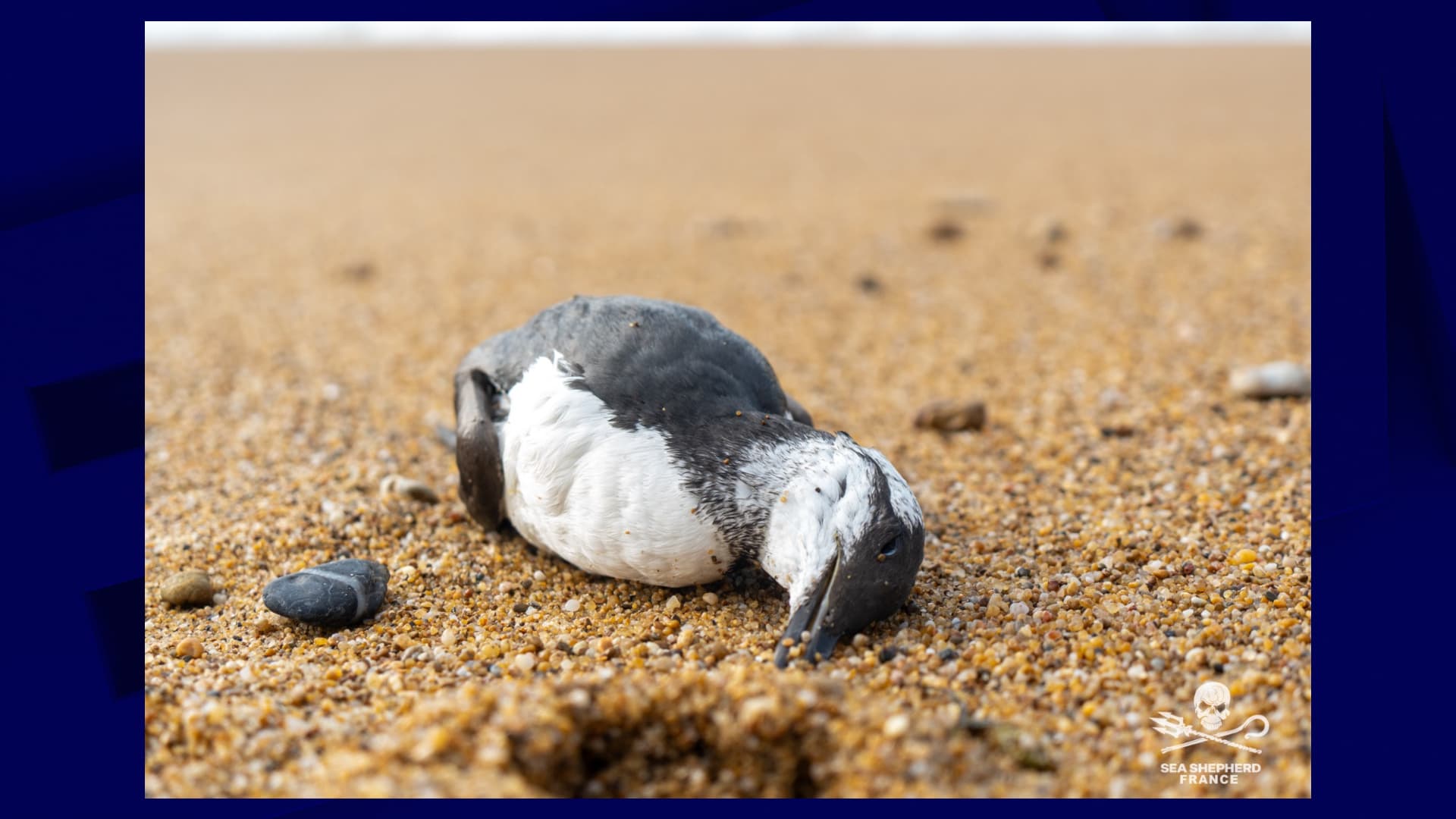 Vendée, Bretagne, Manche... Des centaines d'oiseaux marins retrouvés échoués sur le littoral