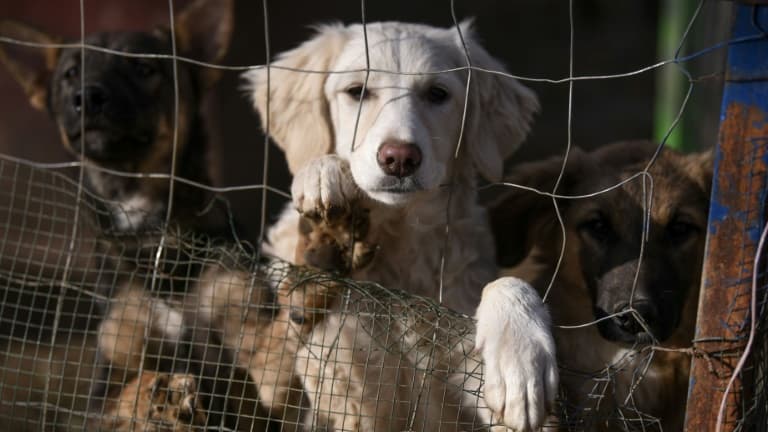 à quoi sert ce nouveau numéro contre la maltraitance animale?