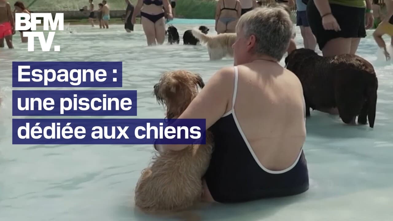 ce parc aquatique dédié aux chiens leur permet de se rafraîchir