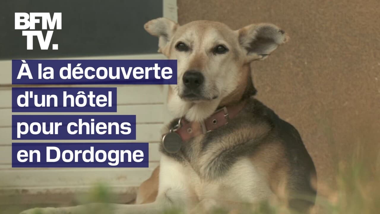 cet hôtel pour chiens situé en Dordogne garde vos animaux pendant les vacances