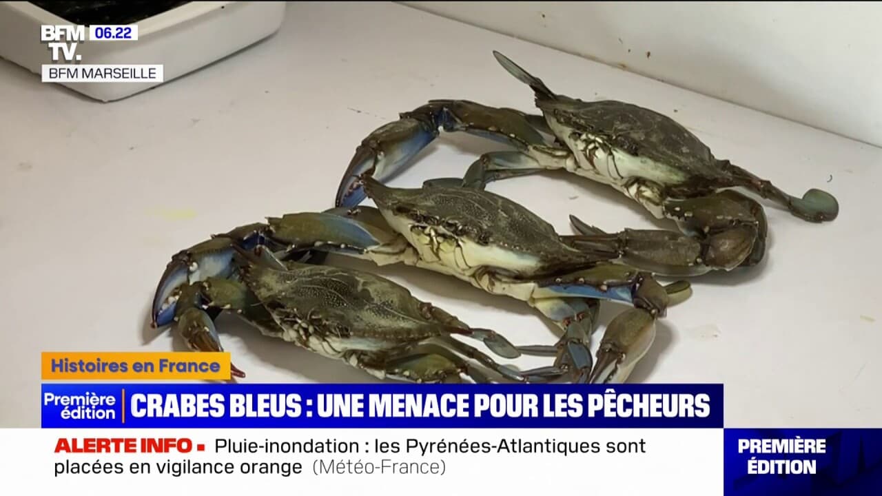 cette espèce invasive présente une menace pour les pêcheurs en Méditerranée