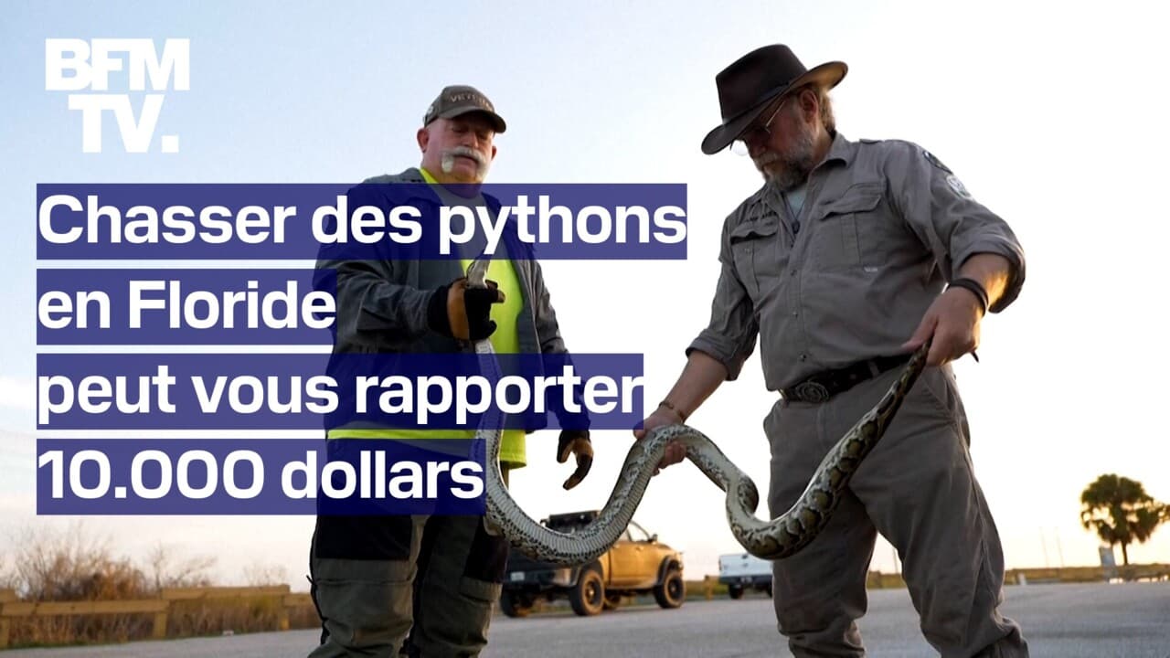 chasser des pythons en Floride peut vous rapporter 10.000 dollars